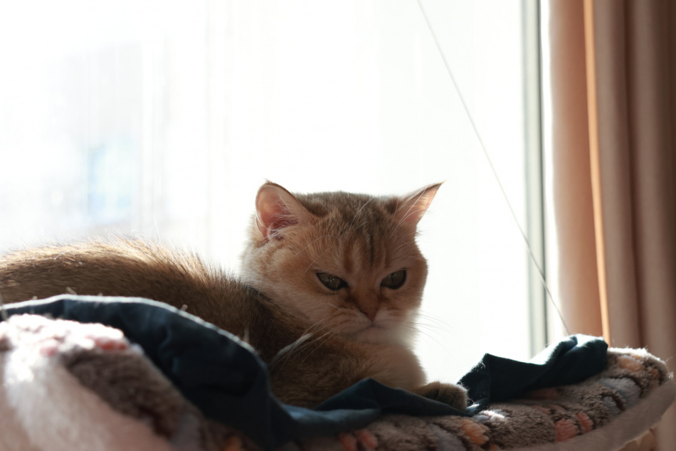 Кошачий приют оказался в ловушке без тепла и света из-за бюрократии